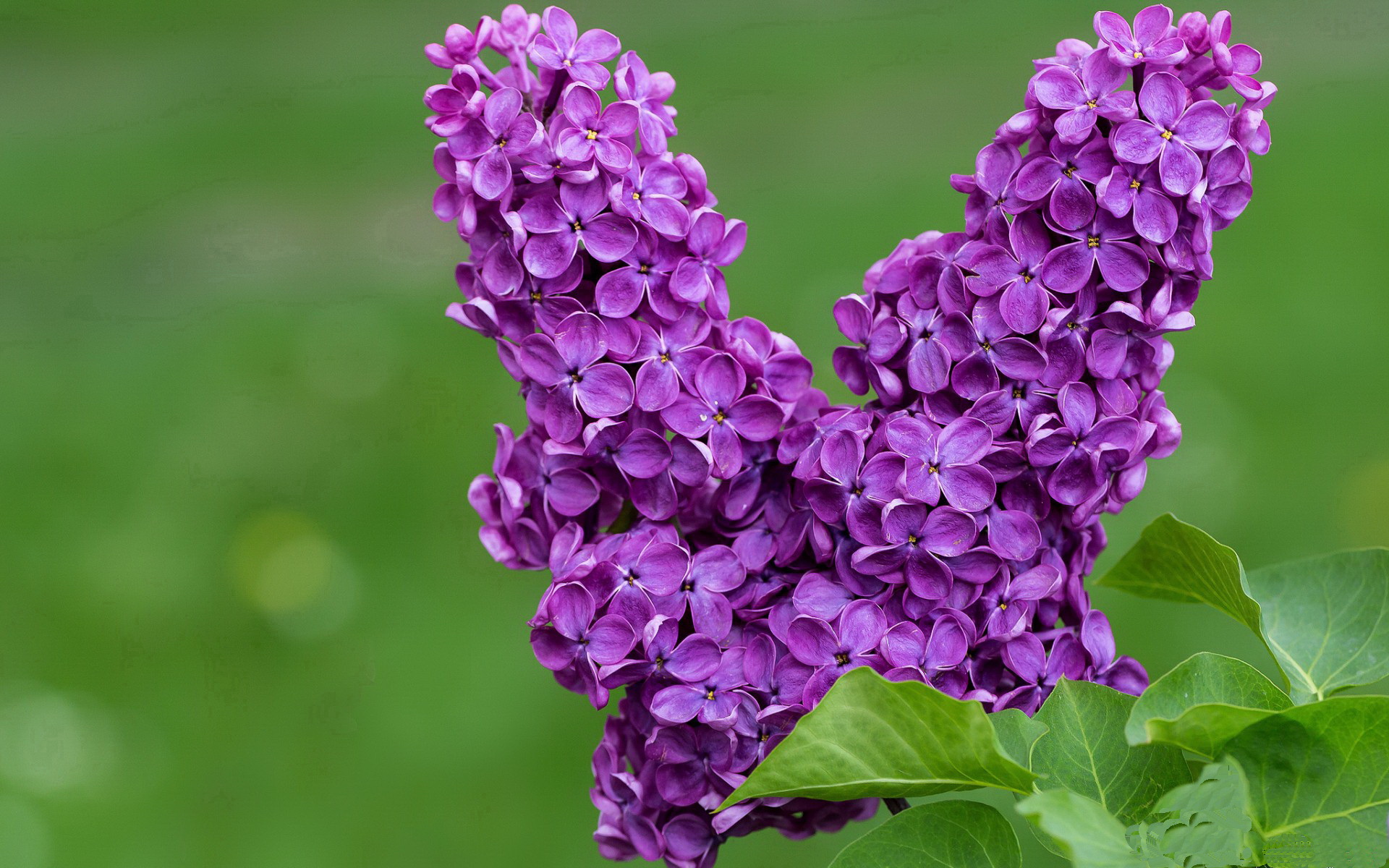 凯尔特人逆转湖人，抢七大战中塔图姆三分雨不断，凯尔特人和湖人抢七大战