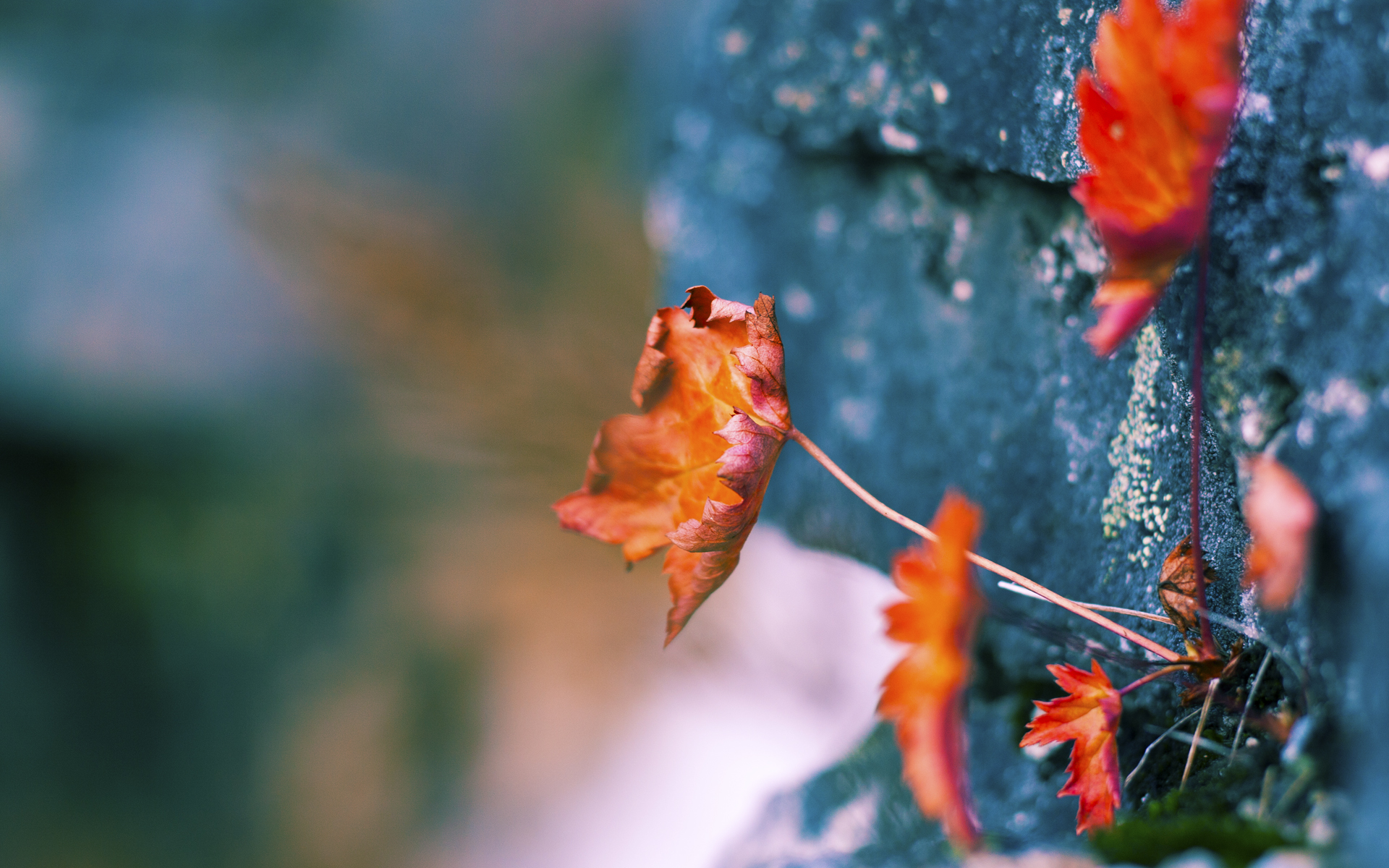 Kysports-哥伦比亚女足队稳中求胜，稳操胜券，哥伦比亚男足首发