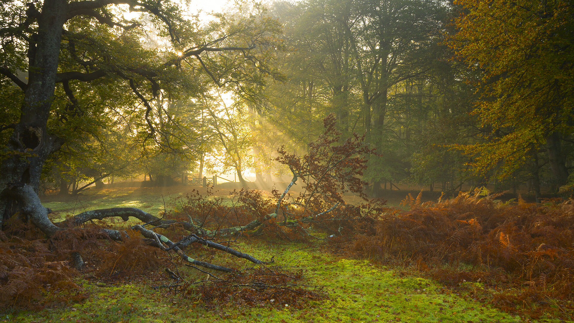 开云娱乐-摩纳哥蝶泳选手爆发力强劲，摩纳哥潜水